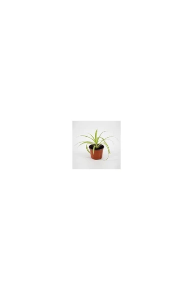 Küçük Boy Kurdele Çiçeği Chlorophytum Comosum Variegatum 10-20 cm - Resim 4