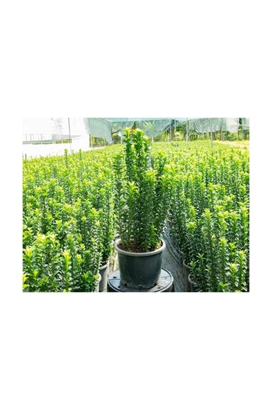 Yeşil Sutun Taflan Fidanı Saksılı 10-20 cm - Resim 2