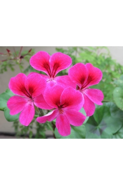 Pembe Sardunya Çiçeği Fidanı 10CM-30CM ürün görseli