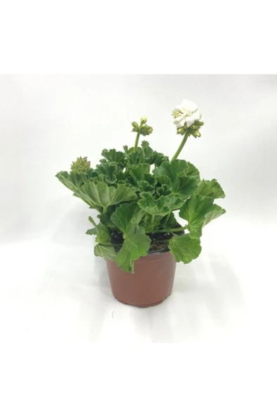 Puslu Beyaz Sardunya Çiçeği Fidanı 10-20 cm ürün görseli