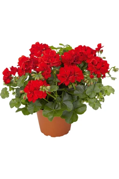 Sardunya Çiçeği Fidanı ''Kırmızı'' 10-20 cm ürün görseli