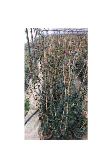 Arap Yasemini Çiçeği Fidanı 10-20 cm ürün görseli