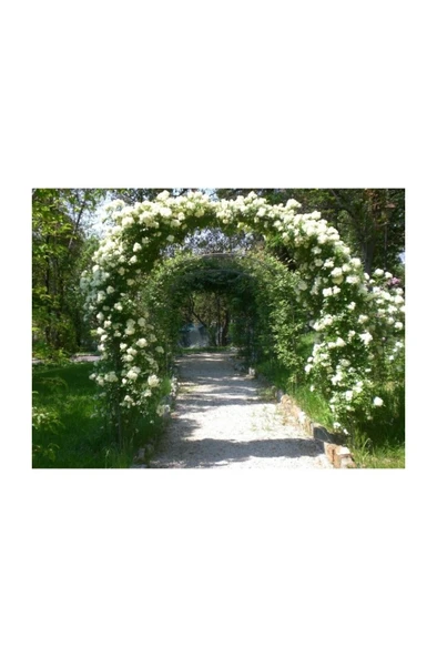 Beyaz Yediveren Sarmaşık Gül Fidanı 5 Adet 10-20 Cm - Resim 2