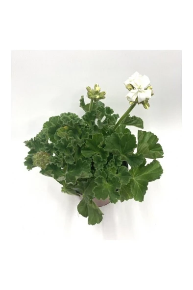 Puslu Beyaz Sardunya Çiçeği Fidanı 10-20 cm - Resim 2