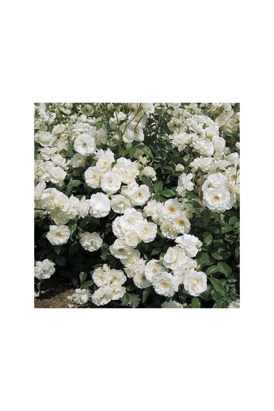 Beyaz Yediveren Sarmaşık Gül Fidanı 5 Adet 10-20 Cm ürün görseli