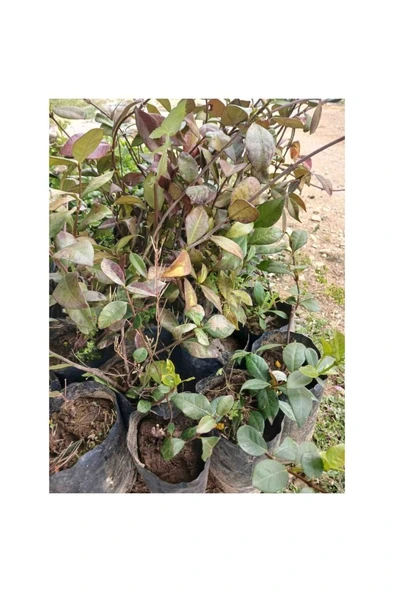 Arap Yasemini Fidanı Yoğun Kokulu Saksılı 10-20 cm - Resim 2