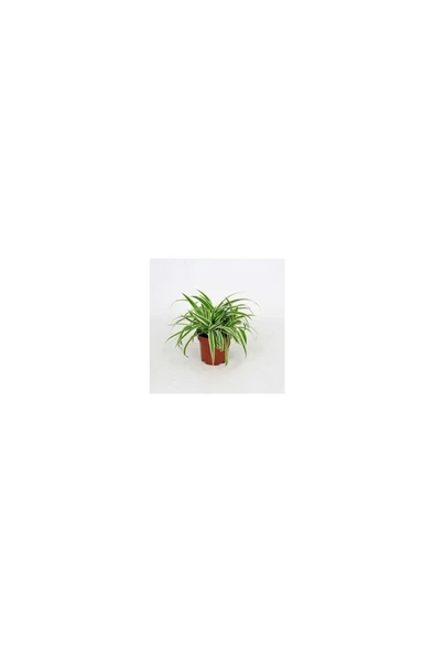 Küçük Boy Kurdele Çiçeği Chlorophytum Comosum Variegatum 10-20 cm - Resim 3