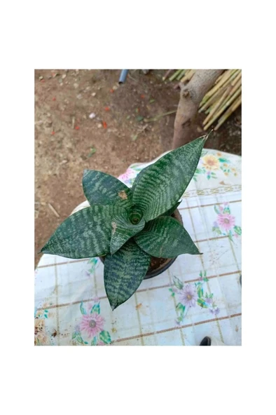 Saksılı Bodur Kılıç Çiçeği - Paşa Kılıcı Fidanı 10-20 cm - Resim 2