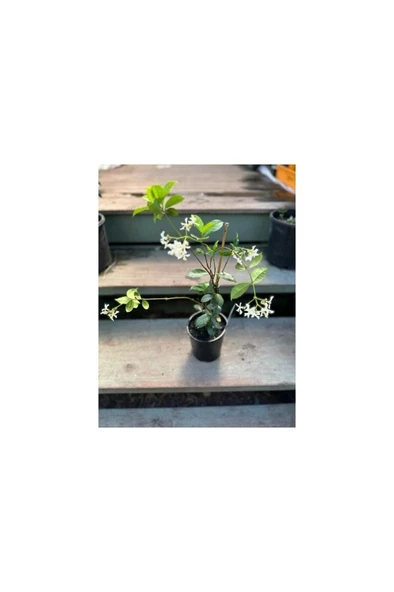 Arap Yasemini Fidanı Fidesi 10-20 cm ürün görseli