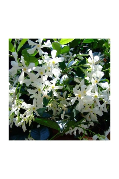 Sarılıcı Tırmanıcı Herdem Yeşil Arap Yasemini Fidanı 10-20 cm ürün görseli