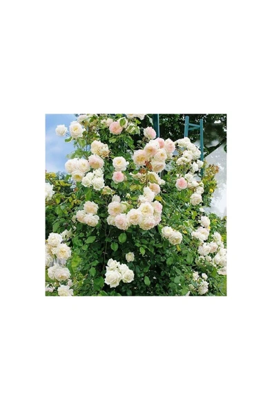 Beyaz Yediveren Sarmaşık Gül Fidanı 5 Adet 10-20 Cm - Resim 4