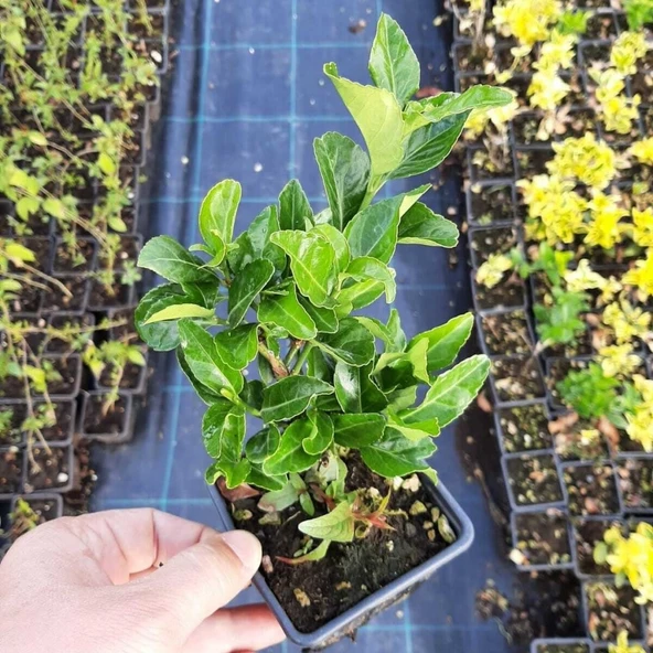 Yaprak Dökmeyen Yeşil Taflan Fidanı 10-20 cm ürün görseli