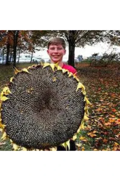 150 Adet İri Çekirdekli Ayçiçeği Tohumu ürün görseli