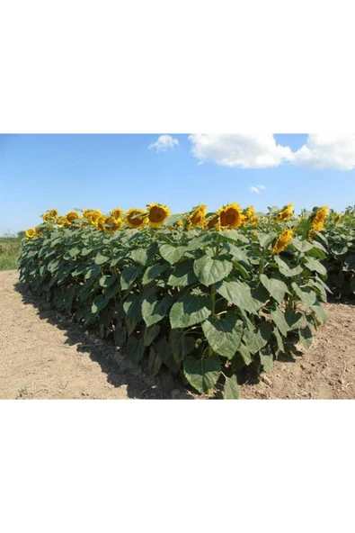 150 Adet İri Çekirdekli Ayçiçeği Tohumu - Resim 3