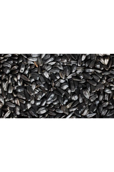 30 Adet Çerezlik Ayçiçeği Tohumu - Resim 2