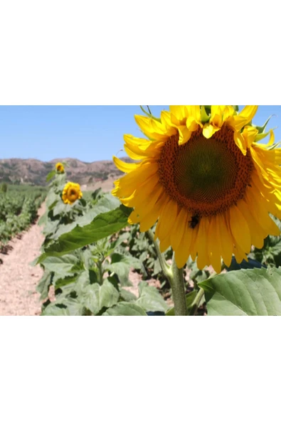 30 Adet Çerezlik Ayçiçeği Tohumu ürün görseli