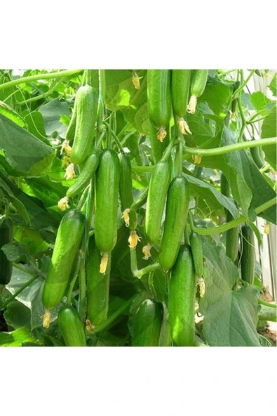 Geleneksel Çengelköy Hıyarı Erkenci Badem 20 Adet Salatalık Tohumu ürün görseli