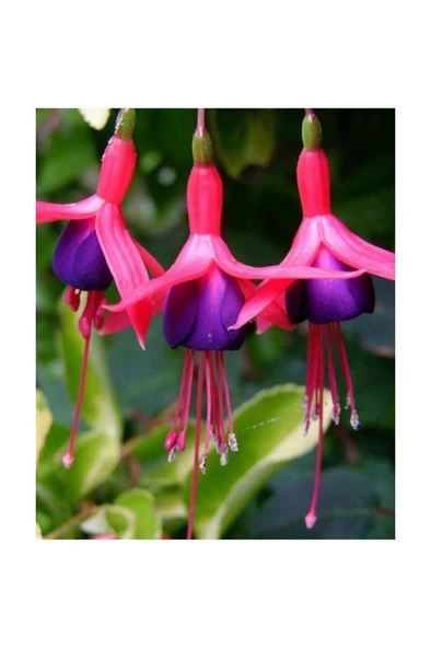 Kırmızı Mor Yalınkat Küpe Çiçeği Fidanı 10-20 cm ürün görseli