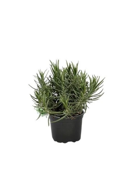 Lavanta Fidanı 1 Adet 10-20 cm (lavandula Intermedia) - Resim 4