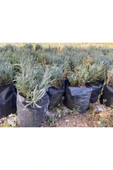 Lavanta Çiçeği Fidanı 2 Adet 10-20 cm - Resim 4