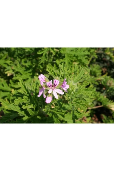 Kokulu Gerçek Isparta Gülü 10-20 cm - Resim 3