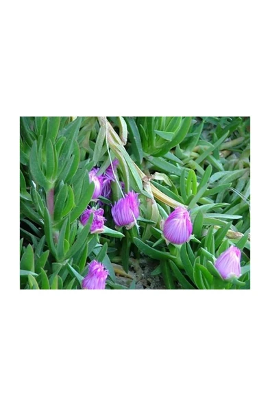 Pembe Çiçekli Kazayağı Çiçeği Fidanı 1 Adet Carpobrotus Acinaciformis ürün görseli