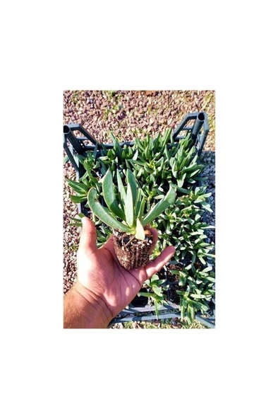 Pembe Çiçekli Kazayağı Çiçeği Fidanı 1 Adet Carpobrotus Acinaciformis - Resim 2