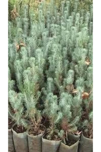 Lavanta Çiçeği Fidanı 2 Adet 10-20 cm - Resim 3