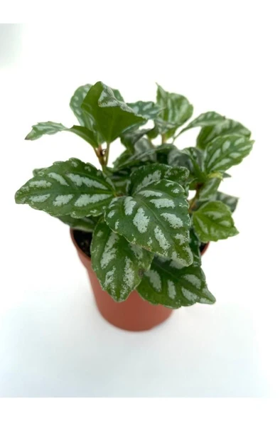 Pilea Cadierei Çiçeği Fidanı 10-20 ürün görseli