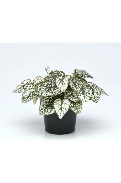 Hypoestes - White - Hostes Çiçeği Fidanı Yeşil Beyaz Çilli 10-20 cm - Resim 2