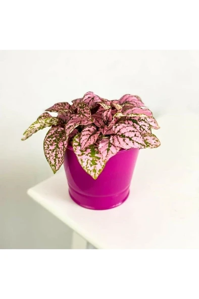 Hypoestes Hostes Çiçeği Fidanı Pembe Çilli 10-20 cm ürün görseli