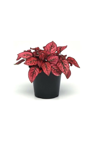 Hypoestes - Red - Hostes Çiçeği Fidanı Kırmızı Çilli 10-20 cm - Resim 2