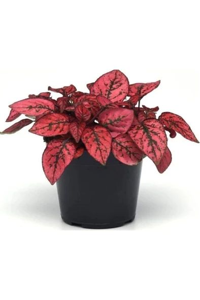 Hostes Çiçeği Hypoestes Çilli Yaprak Çiçeği 3 Adet - Resim 3