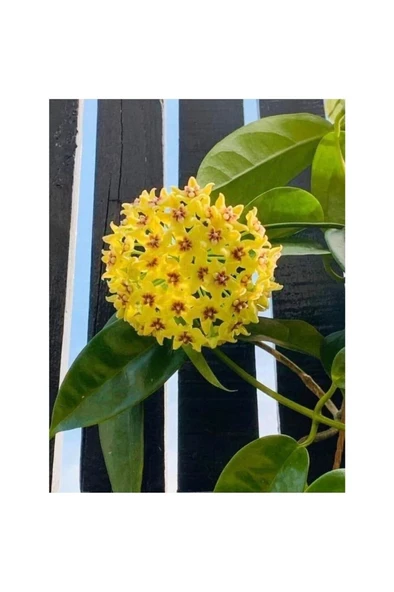 Sarı Kırmızı Mum Çiçeği Fidanı 10-20 cm ürün görseli