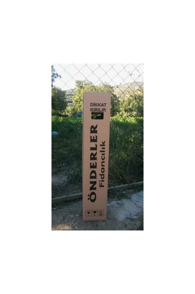 Küpeli Çiçeği Fidanı Pembe Mor 10-20 cm - Resim 2