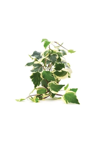Alacalı Orman Kaya Sarmaşığı (Hedera Helix) Fidanı 10-20 cm ürün görseli