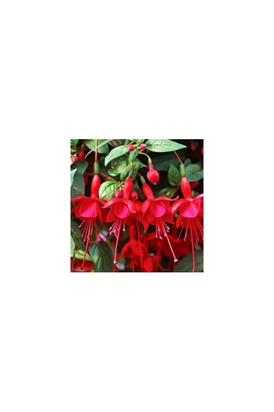 Saksılı Kırmızı Japon Küpeli Çiçeği 10-20 cm ürün görseli
