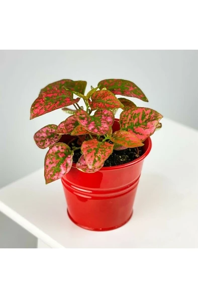 Hypoestes - Red - Hostes Çiçeği Fidanı Kırmızı Çilli 10-20 cm ürün görseli