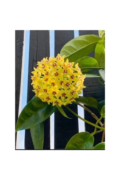 Sarı Kırmızı Mum Çiçeği Fidanı 10-20 cm - Resim 3