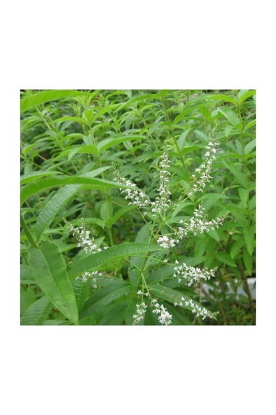 Tüplü İntense Limon Otu Çiçeği Fidanı 10-20 cm ürün görseli