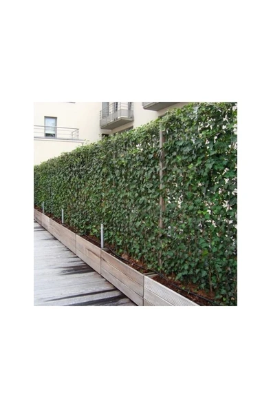 Kaya Sarmaşığı Fidanı 10-20 cm ürün görseli