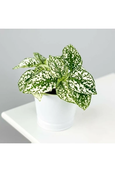 Hypoestes - White - Hostes Çiçeği Fidanı Yeşil Beyaz Çilli 10-20 cm ürün görseli