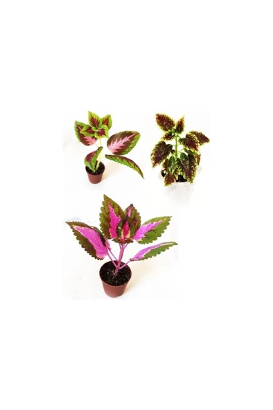 Yaprak Güzeli Set- Kolyos Mix 3 Adet 10-20 cm ürün görseli