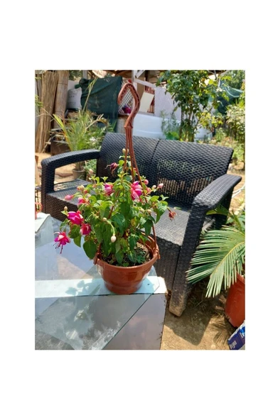 Japon Küpeli Çiçeği Fidanı 10-20 cm - Resim 2