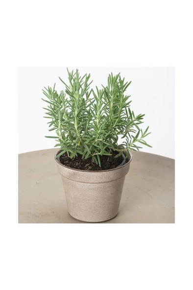 Tıbbi Aromatik Biberiye Bitkisi Fidanı ( Rosmarinus Officinalis) 10-20 cm - Resim 2