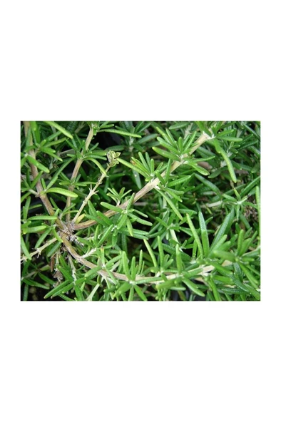 Tıbbi Aromatik Biberiye Bitkisi Fidanı ( Rosmarinus Officinalis) 10-20 cm - Resim 5