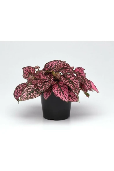 Hypoestes Hostes Çiçeği Fidanı Pembe Çilli 10-20 cm - Resim 2