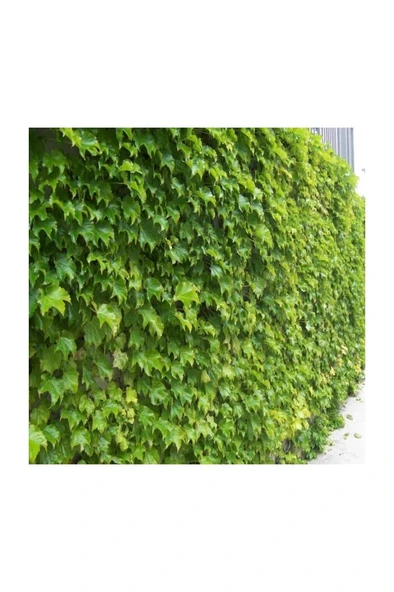 Hedere Petram Green Kaya Sarmaşığı Fidanı 10-20 cm ürün görseli