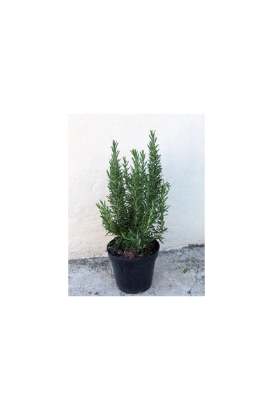 Tıbbi Aromatik Biberiye Bitkisi Fidanı ( Rosmarinus Officinalis) 10-20 cm - Resim 4