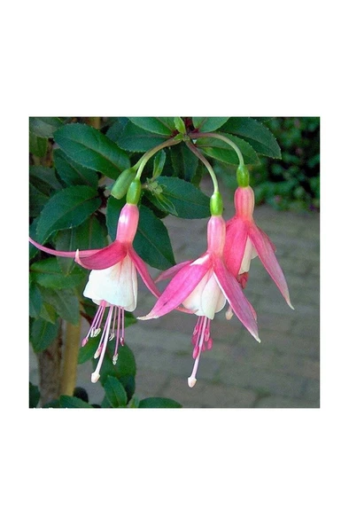 Bitki Market Pembe Beyaz Yalınkat Küpe Çiçeği Fidanı 20CM-40CM ürün görseli